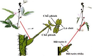 phân biệt ứng động sinh trưởng và ứng động không sinh trưởng