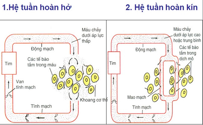 ưu điểm của hệ tuần hoàn kín so với hệ tuần hoàn hở